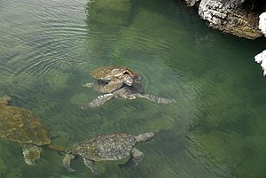 galapagos meeresschildkröten